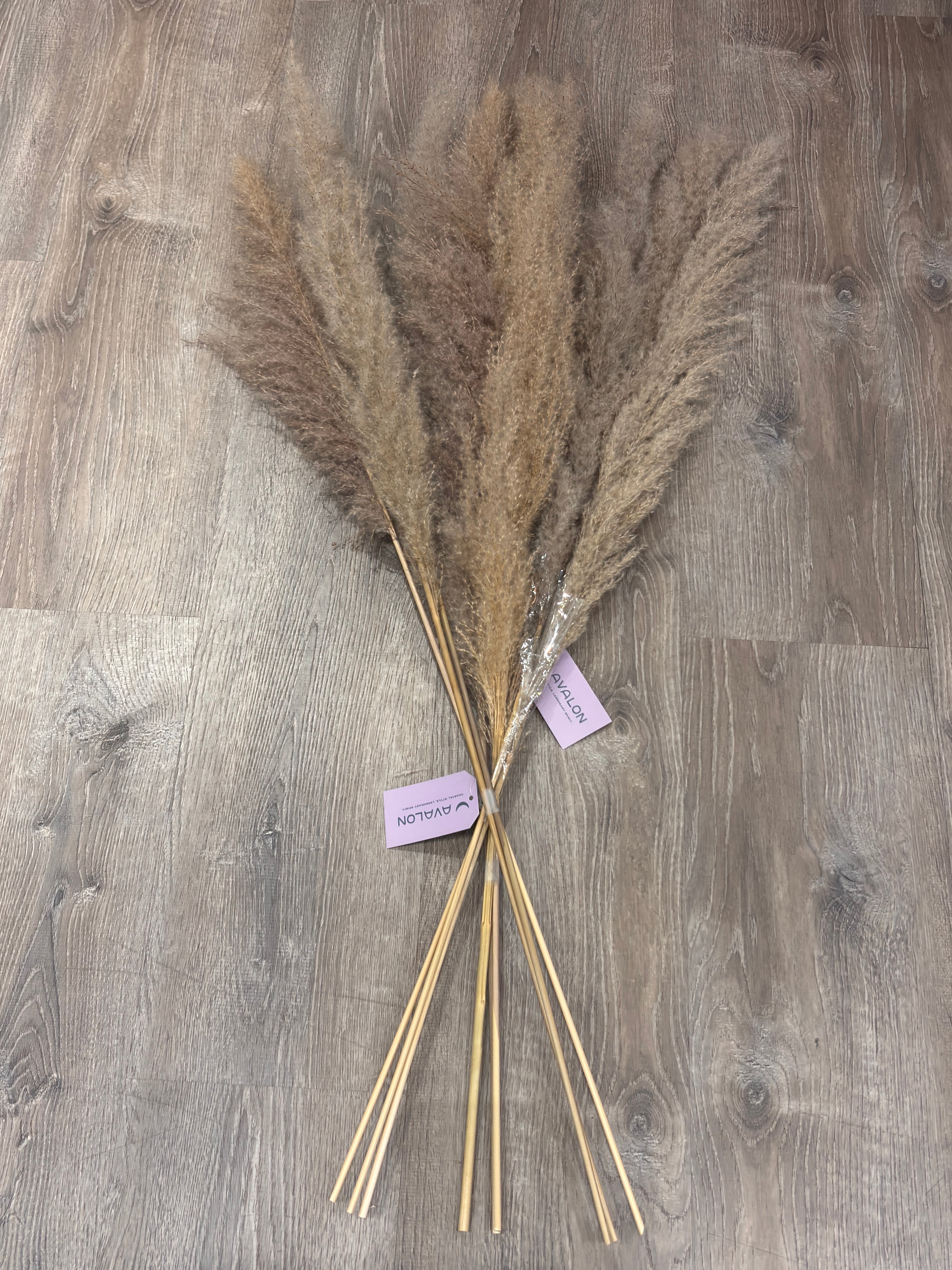Dried Natural Pampas Grass