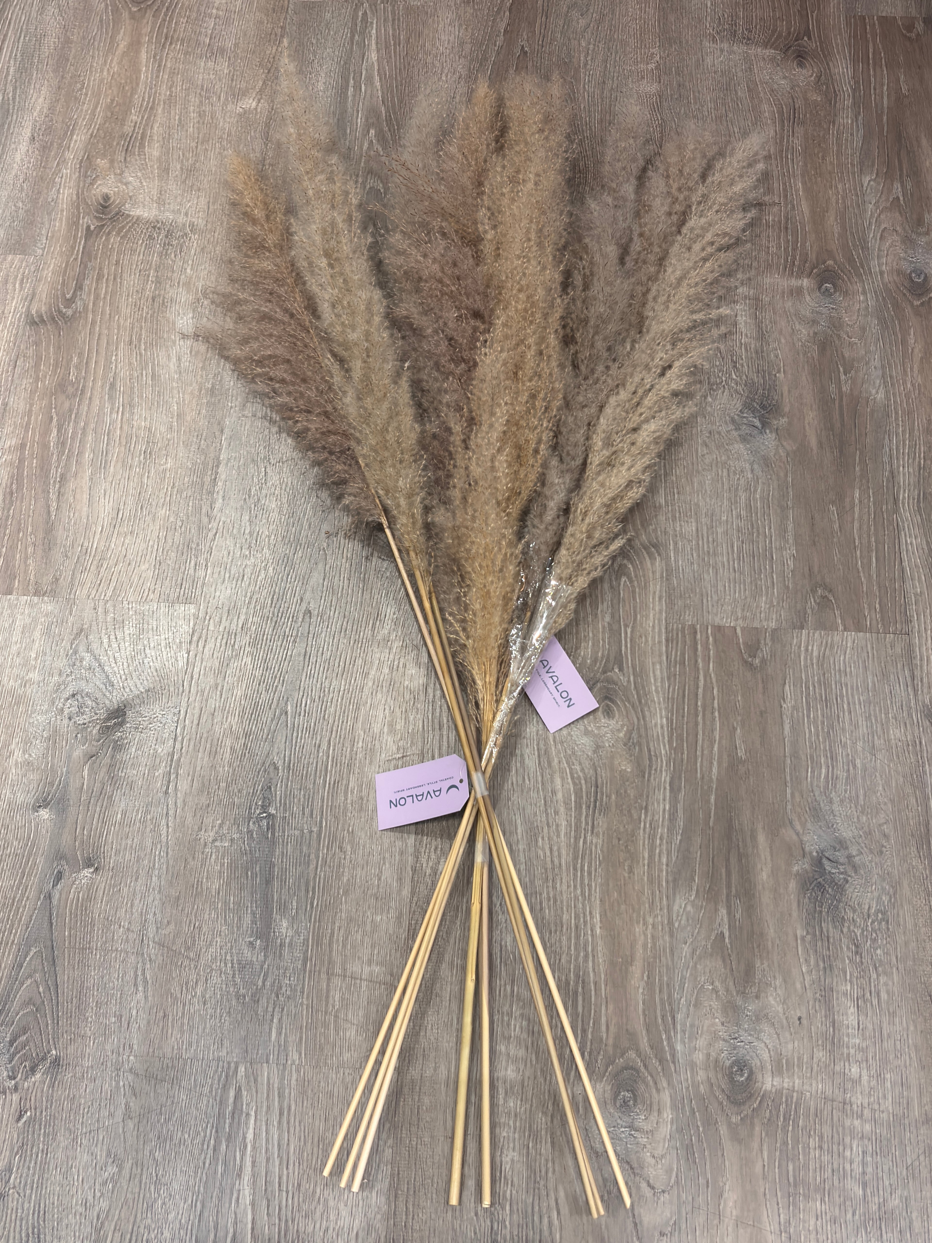 Dried Natural Pampas Grass